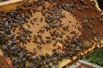 Kurz pro zájemce o včelaření 2024